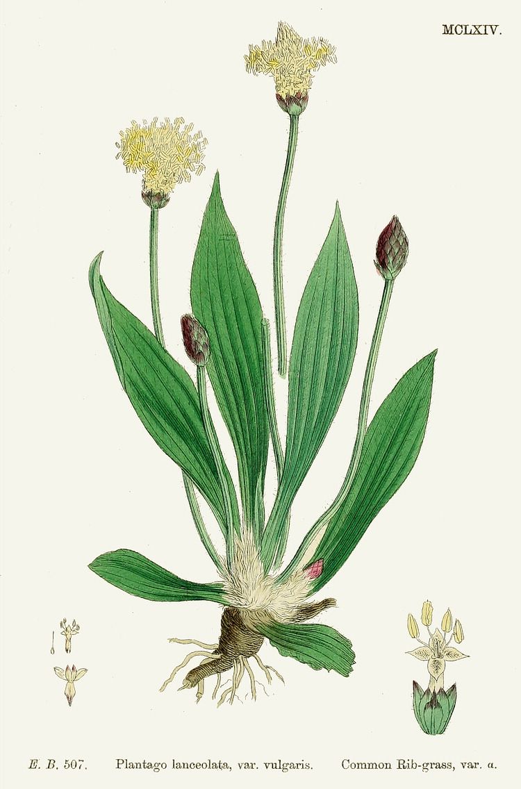 plantain-plantago-major-lanceolata-feuille-bio-l-hermine-et-l-ajonc