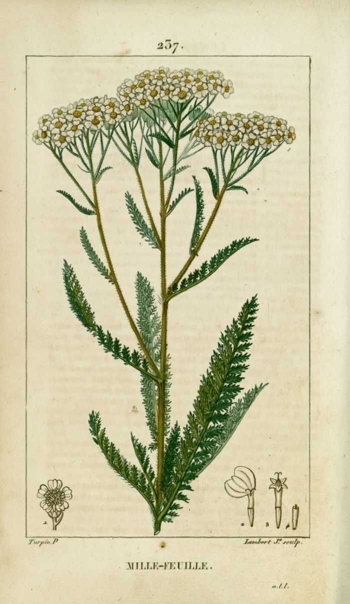 ACHILLEE MILLEFEUILLE - Achillea millefolium - sommité fleurie, bio & locale