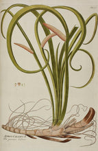 Charger l&#39;image dans la galerie, ACORE ODORANT - Acorus calamus - rhizome coupé