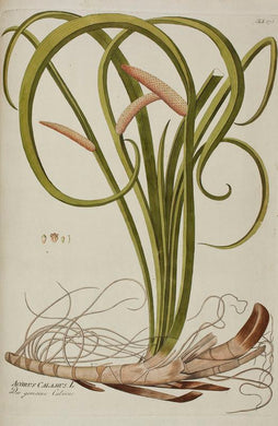 ACORE ODORANT - Acorus calamus - rhizome coupé