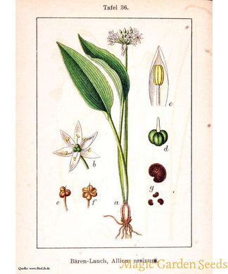 AIL DES OURS - Allium ursinum - feuille coupés bio