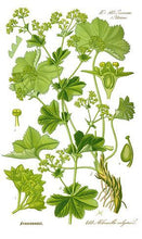 Charger l&#39;image dans la galerie, ALCHÉMILLE - Alchemilla vulgaris - plante coupée bio