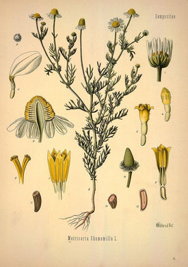 CAMOMILLE MATRICAIRE - Matricaria recutita - fleur bio