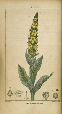 BOUILLON BLANC - Verbascum thapsus - feuille bio