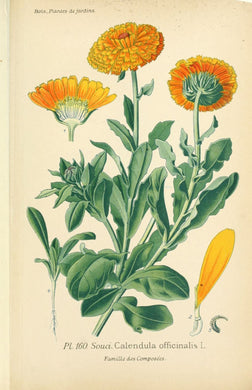 CALENDULA - Calendula officinalis - fleur bio