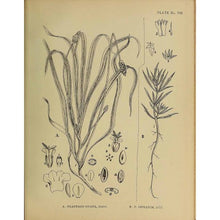 Charger l&#39;image dans la galerie, psyllium herboristerie