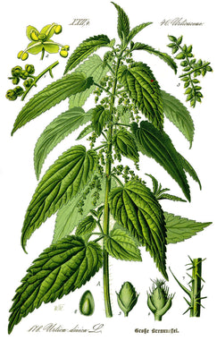 ORTIE -  Urtica dioica - feuille bio