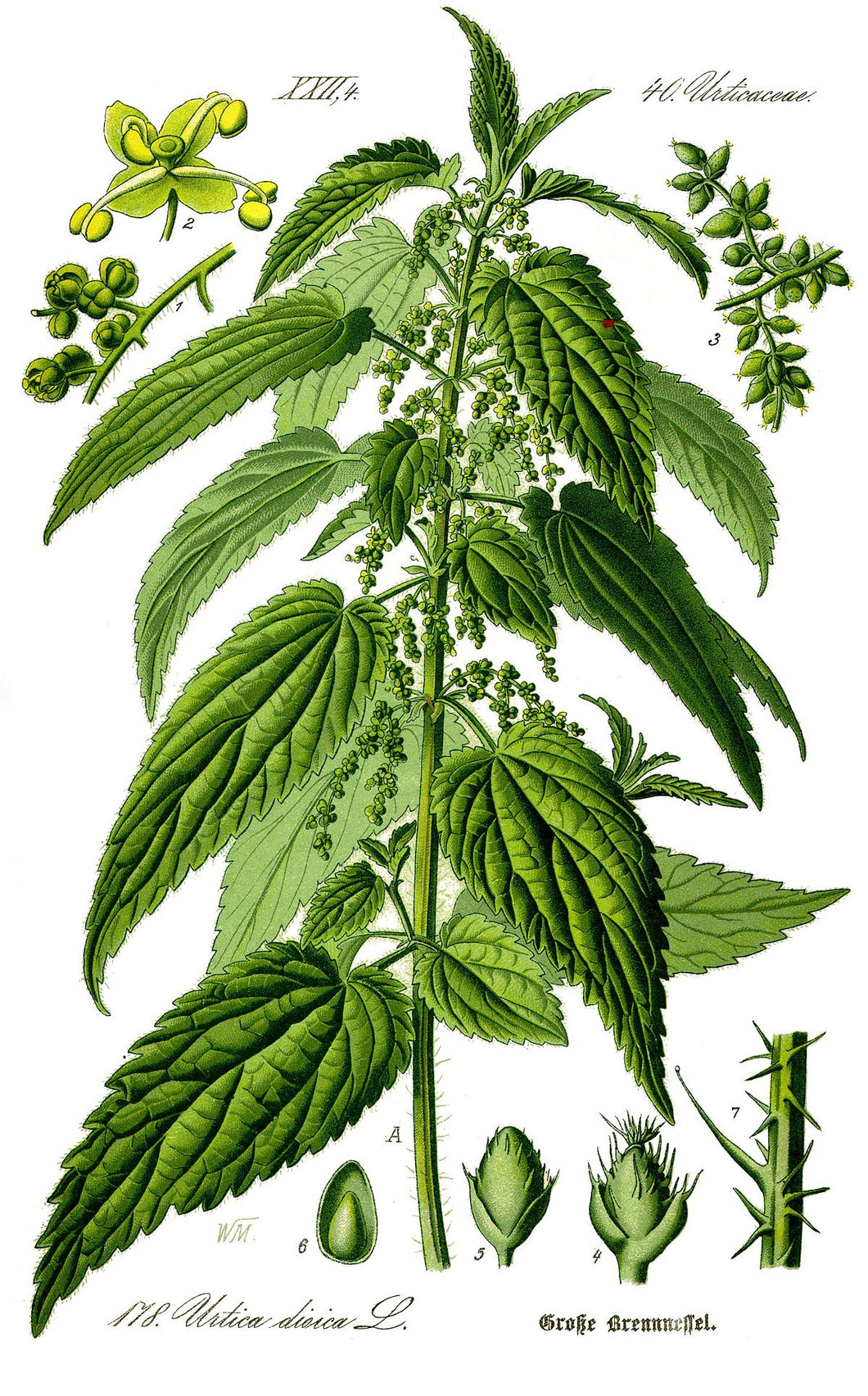 ORTIE -  Urtica dioica - feuille bio