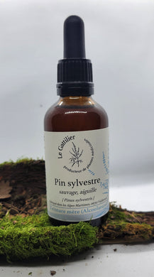 Alcoolature - Le Gattilier - Pin sylvestre sauvage