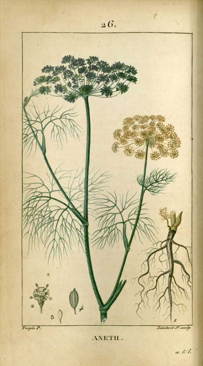 ANETH - Anethum graveolens - fruit bio EN POUDRE