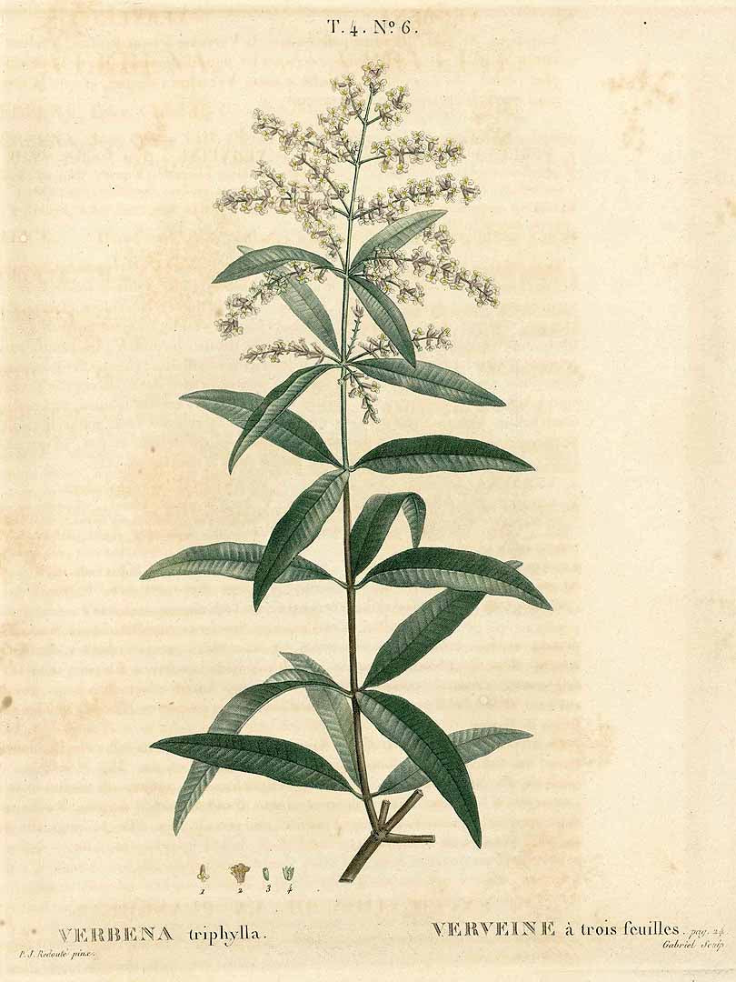 VERVEINE CITRONNEE - Aloysia citriodora - feuille entière bio