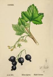 CASSIS - Ribes nigrum - feuille bio