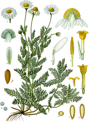 CAMOMILLE ROMAINE - Chamaemelum nobile - fleur bio