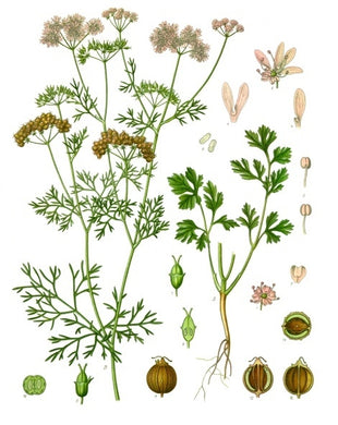 Coriandre - Coriandrum sativum - fruit bio EN POUDRE