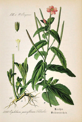 EPILOBE A PETITES FLEURS - Epilobium parviflorum - partie aérienne coupée bio