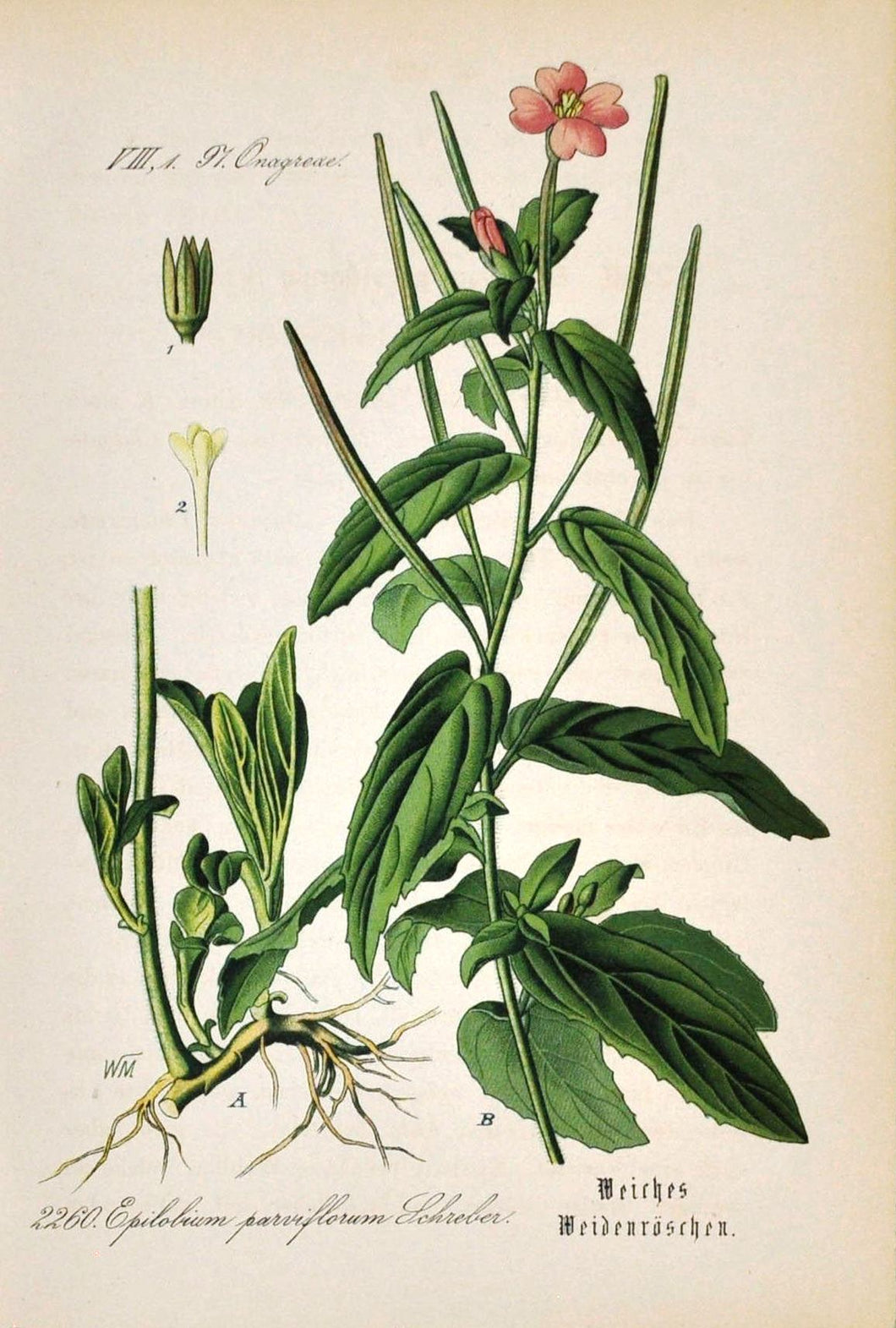 EPILOBE A PETITES FLEURS - Epilobium parviflorum - partie aérienne coupée bio