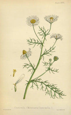 CAMOMILLE MATRICAIRE - Matricaria recutita - fleur bio EN POUDRE