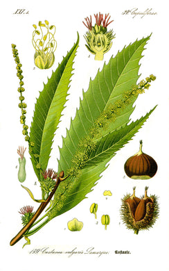 CHATAIGNIER - Castanea sativa - feuille bio