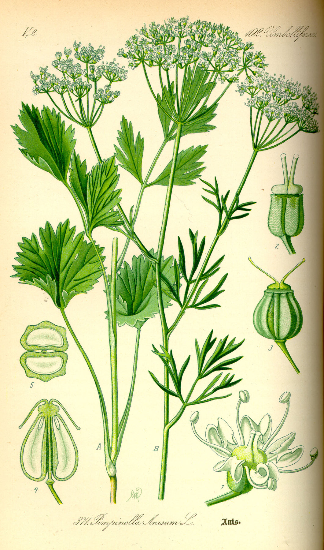 ANIS VERT - Pimpinella anisum - fruit bio EN POUDRE