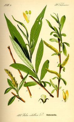 SAULE BLANC - Salix alba - écorce bio