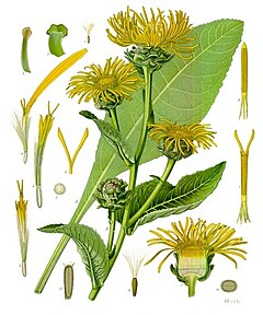 AUNEE - Inula helenium - racine coupée bio