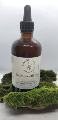 Alcoolature - Le Gattilier - Angélique officinale