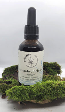 Alcoolature - Le Gattilier - Lavande officinale