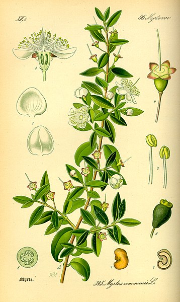 Myrte - MYRTUS COMMUNIS - feuille bio