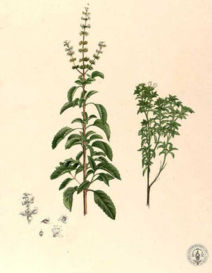 BASILIC SACRÉ - Ocimum sanctum/tenuiflorum - partie aérienne bio