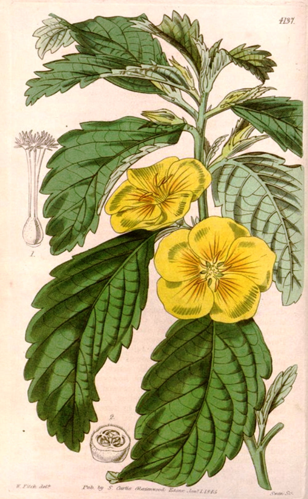 DAMIANA - Turnera aphrodisiaca - feuille bio