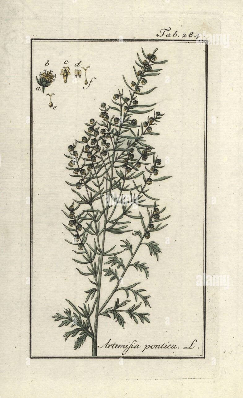 PETITE ABSINTHE - Artemisia pontica - sommité, bio