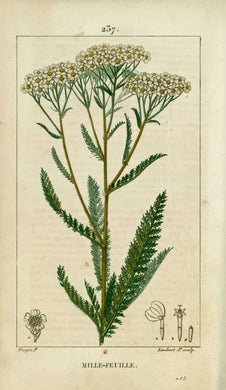 ACHILLEE MILLEFEUILLE - Achillea millefolium - sommité fleurie, bio & locale
