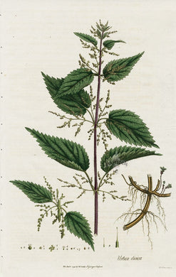 ORTIE - Urtica dioica - feuille bio EN POUDRE
