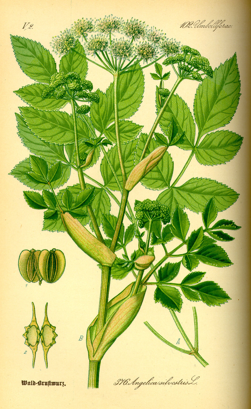 ANGELIQUE SYLVESTRE RACINE - Angelica sylvestris  - racine bio & locale