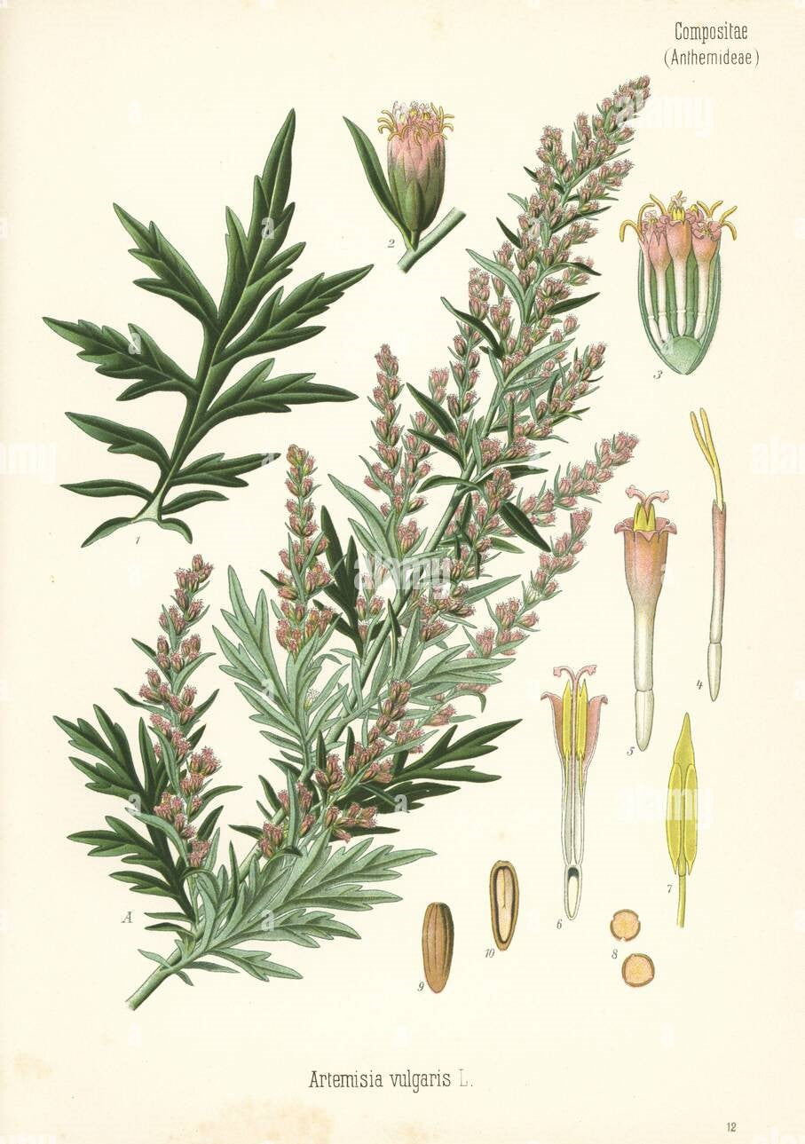 ARMOISE - Artemisia vulgaris - partie aérienne coupée bio