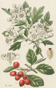 AUBEPINE - Crataegus monogyna - sommité fleurie bio