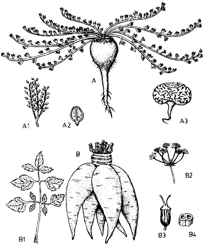 MACA - Lepidium meyenii - tubercule bio EN POUDRE