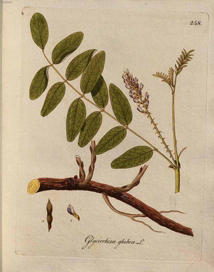 REGLISSE - Glycyrrhiza glabra - racine coupée bio EN POUDRE