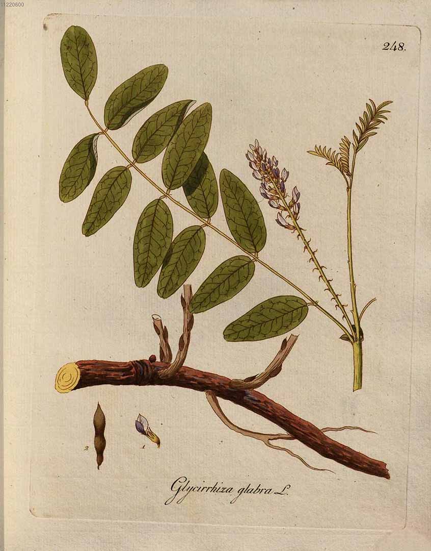 REGLISSE - Glycyrrhiza glabra - racine coupée bio EN POUDRE
