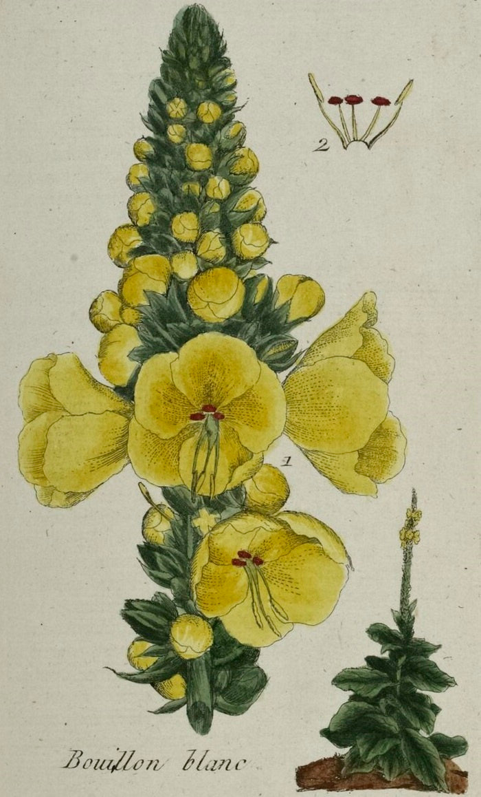 BOUILLON BLANC - Verbascum thapsus - fleur bio