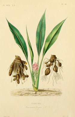 CURCUMA - Curcuma longa  - rhizome coupé bio