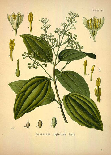 CANNELLE - Cinnamomum zeylanicum - écorce grattée bio EN POUDRE