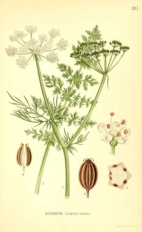 CARVI - Carum carvi - graine bio EN POUDRE