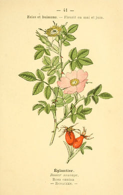 CYNORRHODON - Rosa canina - fruit bio EN POUDRE