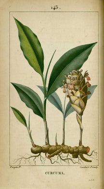 CURCUMA - Curcuma longa  - rhizome coupé bio EN POUDRE