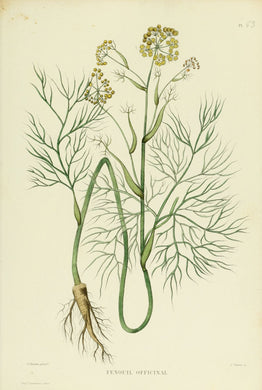 FENOUIL - foeniculum vulgare - fruit bio EN POUDRE