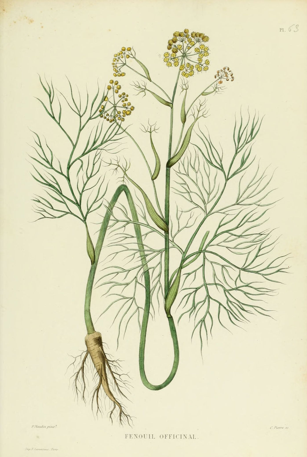 FENOUIL - foeniculum vulgare - fruit bio EN POUDRE