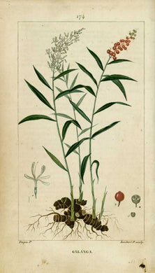 GALANGA - Alpinia galanga - racine coupée bio EN POUDRE