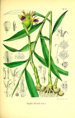 GINGEMBRE - Zingiber officinale - racine coupée bio EN POUDRE