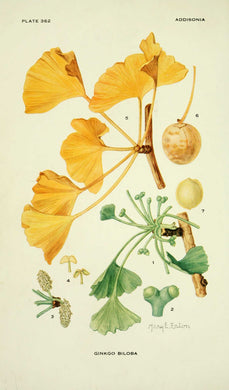 GINKGO - Ginkgo biloba - feuille coupée bio